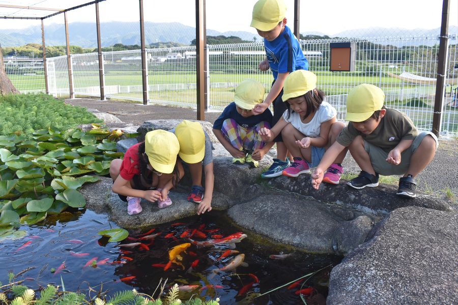 保育園の池では毎日餌やりを